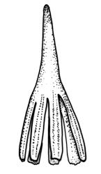 Ptychomitrium australe, calyptra. Drawn from J.T. Linzey 3435, CHR 545821.
 Image: R.C. Wagstaff © Landcare Research 2018 CC BY-NC 3.0 NZ